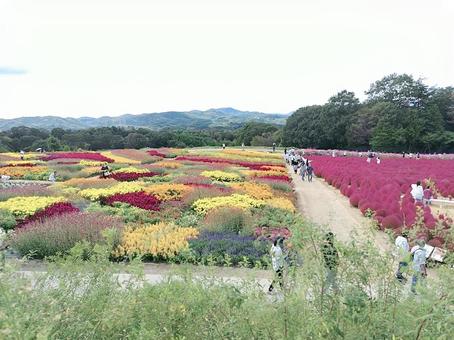 コキア畑 コキア,植物,秋の写真素材