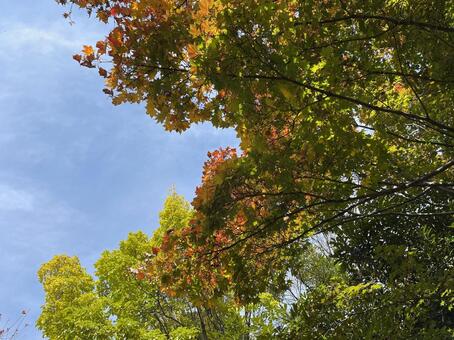 紅葉山公園11月：モミジの紅葉 2025 紅葉,モミジ,樹木の写真素材