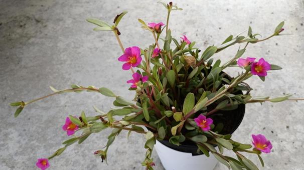 赤いポーチュラカ（ハナスベリヒユ）の花 ハナスベリヒユ,ポーチュラカ,スベリヒユ科の写真素材