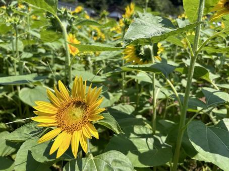 Close-up of a sunflower basking in the sun, JPG Close-up of a sunflower basking in the sun, JPG