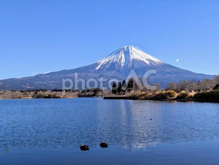 新春の田貫湖の風景 富士山,湖,湖畔の写真素材