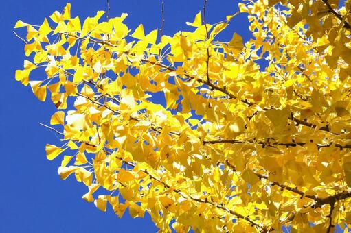 銀杏の黄葉 広島県,北広島市,土師ダムの写真素材