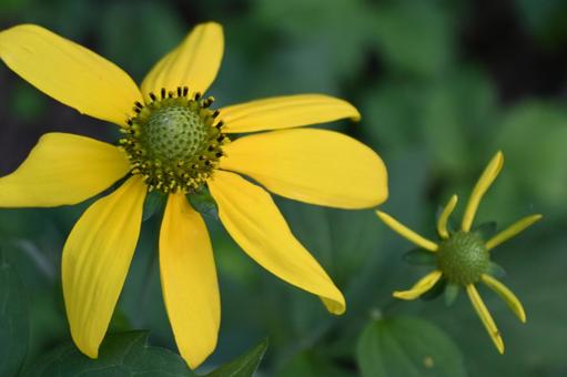 野花 野花の写真