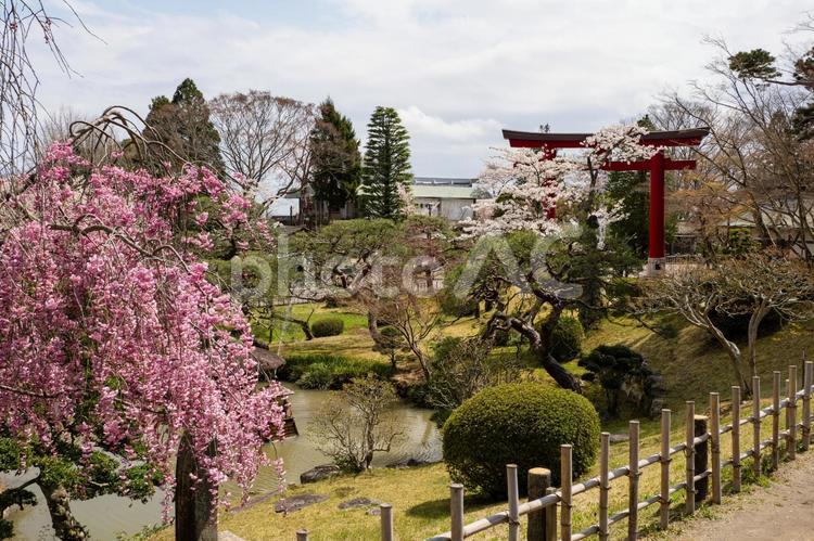 塩釜神社の桜⑺ 塩釜神社,陸奥国一宮,重要文化財の写真素材
