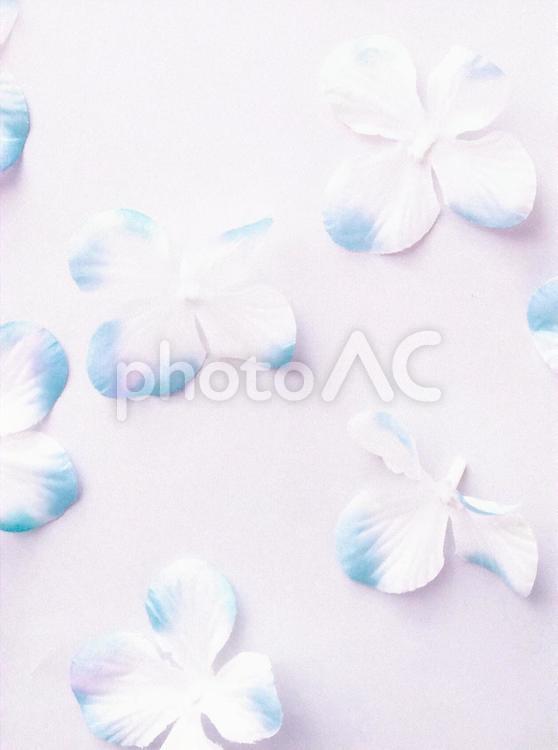 アジサイの花の背景 背景,アジサイ,背景素材の写真素材