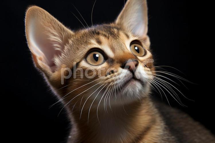天を見上げる可愛い猫 猫,ねこ,ネコの写真素材