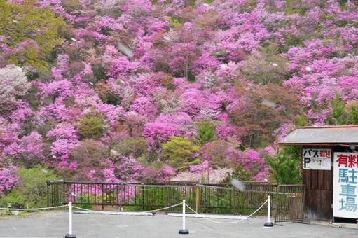 山ツツジと散る桜 山ツツジと散る桜の写真