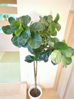 大型観葉植物 カシワバゴムバンビーノ 大型観葉植物 カシワバゴムバンビーノ 大型観葉植物,観葉植物,フィカスの写真素材