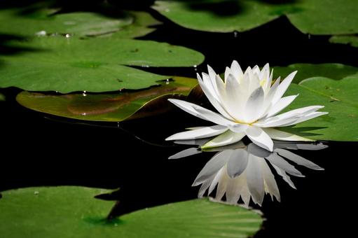 Photo, early summer, flower, water lily, 