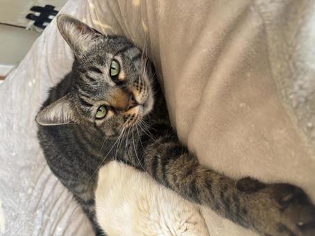 猫 猫の写真