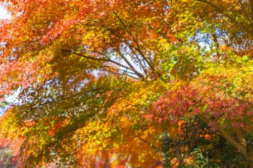 Photo, autumn leaves, maple, autumn, 