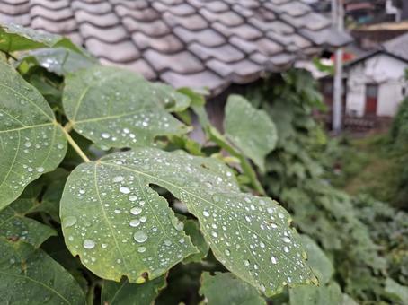 撥水素材/イメージ写真 撥水,葉っぱ,イメージの写真素材
