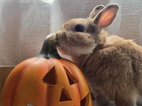 ハロウィンの飾りとうさぎ ハロウィンの飾りとうさぎの写真