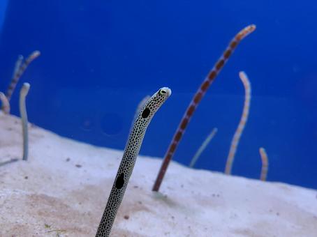 チンアナゴ チンアナゴ チンアナゴ,水族館,青の写真素材
