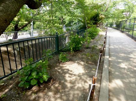 初夏、木漏れ日の砂押川プロムナード 初夏、木漏れ日の砂押川プロムナード 木漏れ日,花壇,花園の写真素材