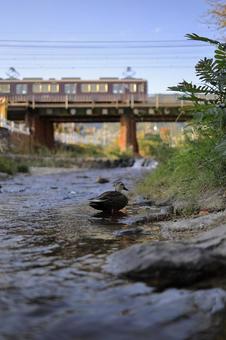 鴨　カモ　川　阪急電車 川,秋晴れ,街並みの写真素材
