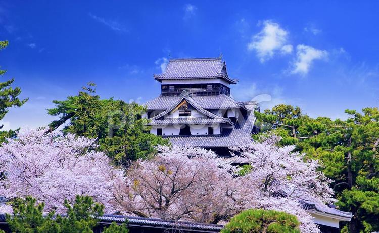 国宝松江城と満開の桜 国宝松江城,春,松江城の写真素材
