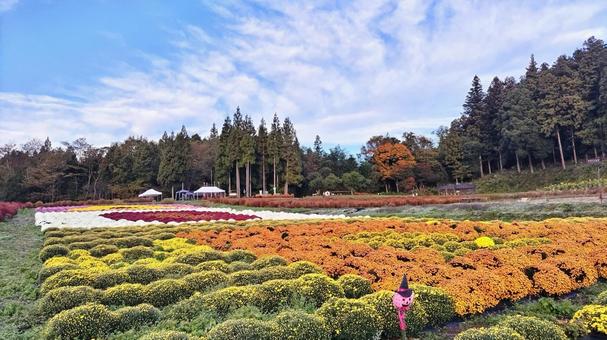 伊賀野の花畑　群馬　みなかみ町　菊 伊賀野の花畑,菊,菊畑の写真素材