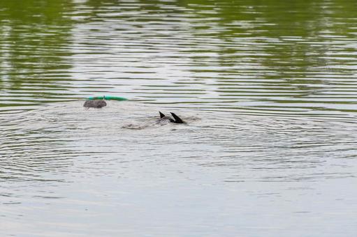 水面下へ潜る水鳥 水面下へ潜る水鳥の写真