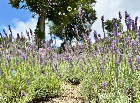 シャボン玉が舞うラベンダー畑 シャボン玉が舞うラベンダー畑 ラベンダー,花,グロッソの写真素材