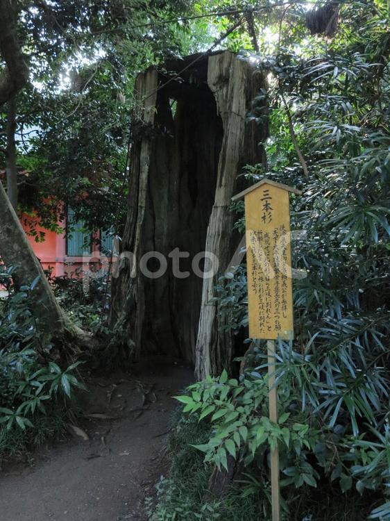 香取神宮　三本杉 パワースポット,三本杉,千葉の写真素材