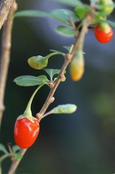 クコの実の写真