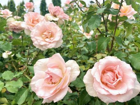 ピンク色のバラ(薔薇、ばら) ピンク色のバラ(薔薇、ばら) 春,秋,バラの写真素材