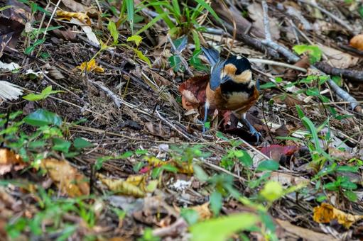 ヤマガラ(73) ヤマガラ(73)の写真