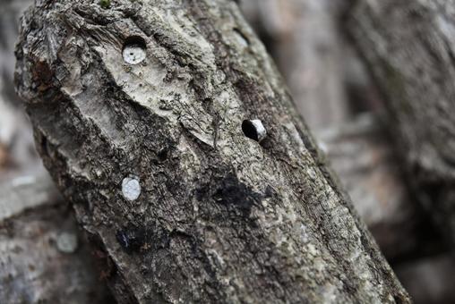 原木椎茸がたくさん並んでいる 椎茸,きのこ,原木の写真素材