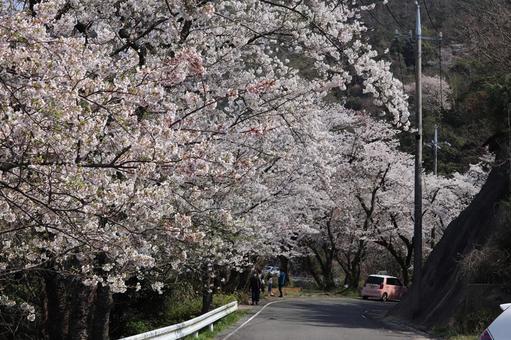 桜並木と桜色の車 桜並木と桜色の車 桜,サクラ,ソメイヨシノの写真素材