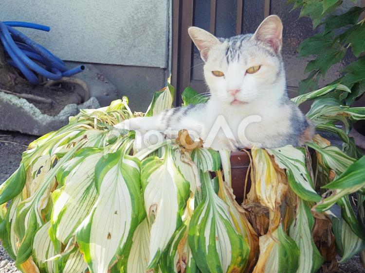 猫と鉢植え 猫,ねこ,草の写真素材