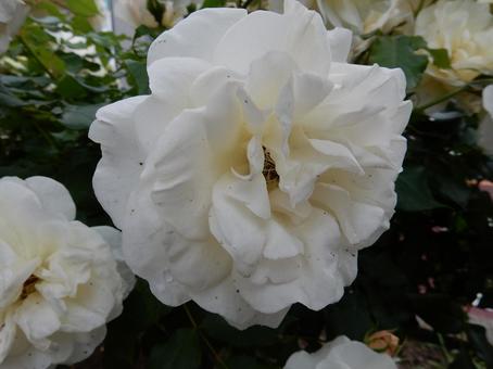 【薔薇の写真】バラの花 【薔薇の写真】バラの花の写真