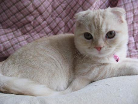 可愛い子猫 可愛い子猫の写真
