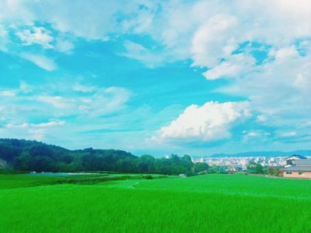 草原と青空の写真