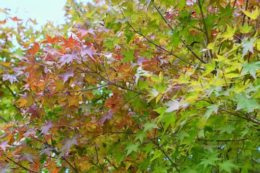 モミジの葉 モミジ,葉,植物の写真素材