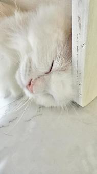 床で寝る猫② 猫,ペット,かわいいの写真素材