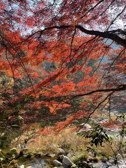 autumn leaves, JPG autumn leaves, JPG