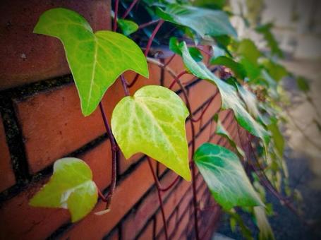煉瓦と蔓の葉 赤煉瓦,煉瓦,段差の写真素材
