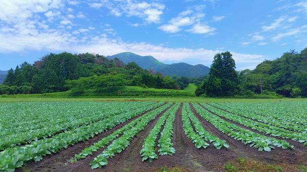キャベツ畑 キャベツ畑 キャベツ,畑,キャベツ畑の写真素材