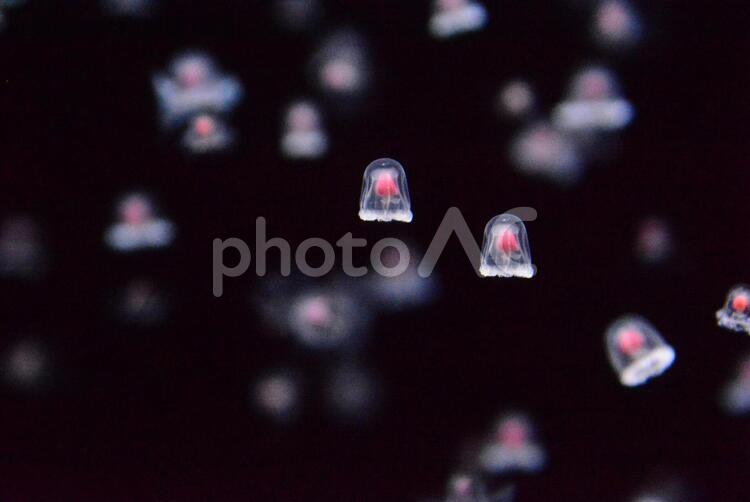 クラゲ No 写真素材なら 写真ac 無料 フリー ダウンロードok