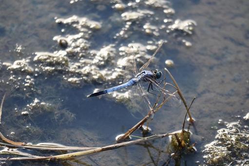 シオカラトンボ  シオカラトンボ の写真