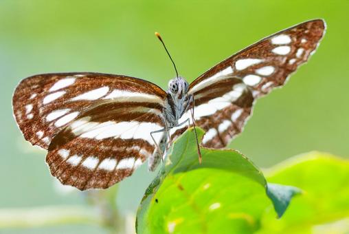 Photo, neptis sapphire, small three tendons, butterfly, 