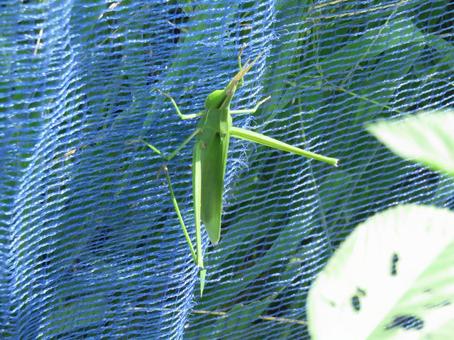 Short-horned grasshopper, JPG