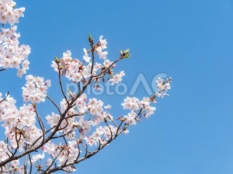 桜の枝と青空 日本,桜,綺麗の写真素材