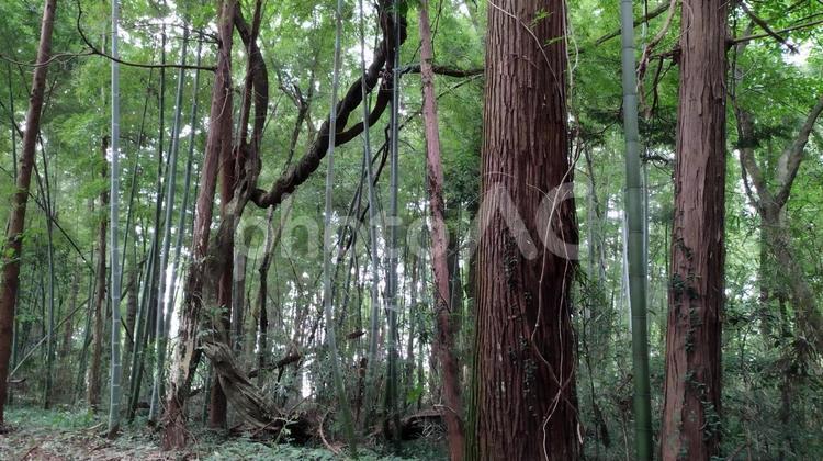 森の木々４ 景色,田舎,木陰の写真素材