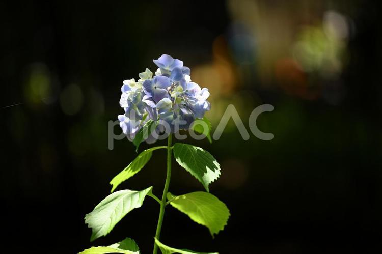 ヒメアジサイ ヒメアジサイ,アジサイ,花の写真素材