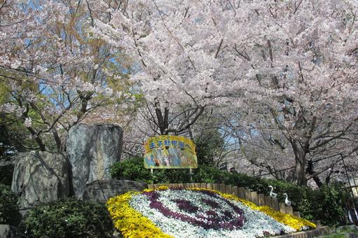 Cherry blossoms at Oji zoo, cherry blossoms, prince zoo, spring, JPG