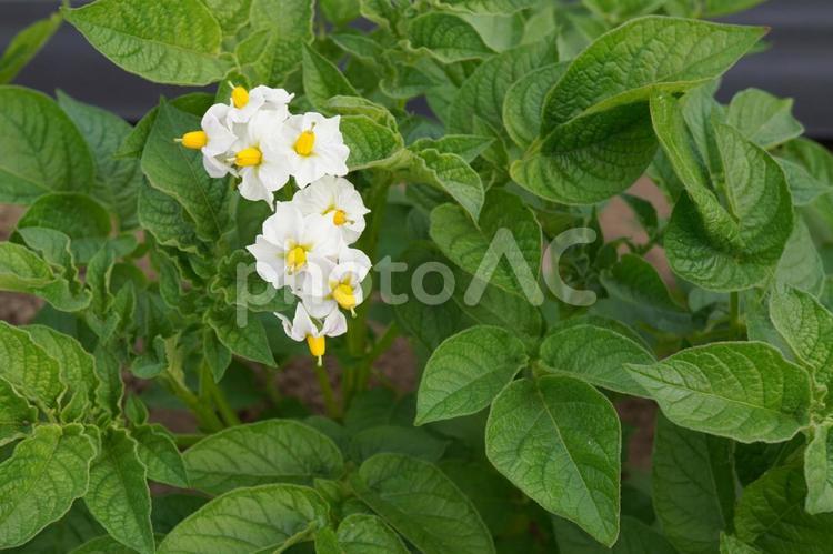 ジャガイモの花（とうや）10 じゃがいも,ジャガイモの花,白い花の写真素材