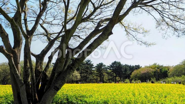 春の国営ひたち海浜公園・菜の花畑・茨城県 春,菜の花,国営ひたち海浜公園の写真素材