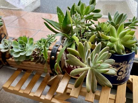 植物 多肉植物 植物 多肉植物 植物,果肉植物,葉の写真素材